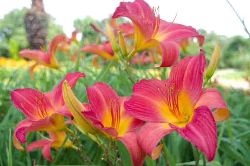 Pink Hemerocallis, Pink Daylily, Pink Daylilies