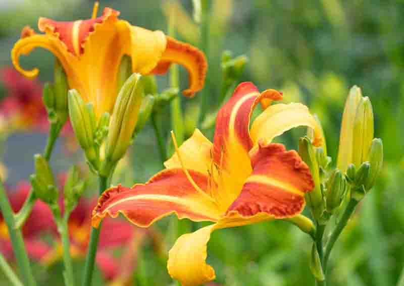 Hemerocallis, Daylily, Daylilies