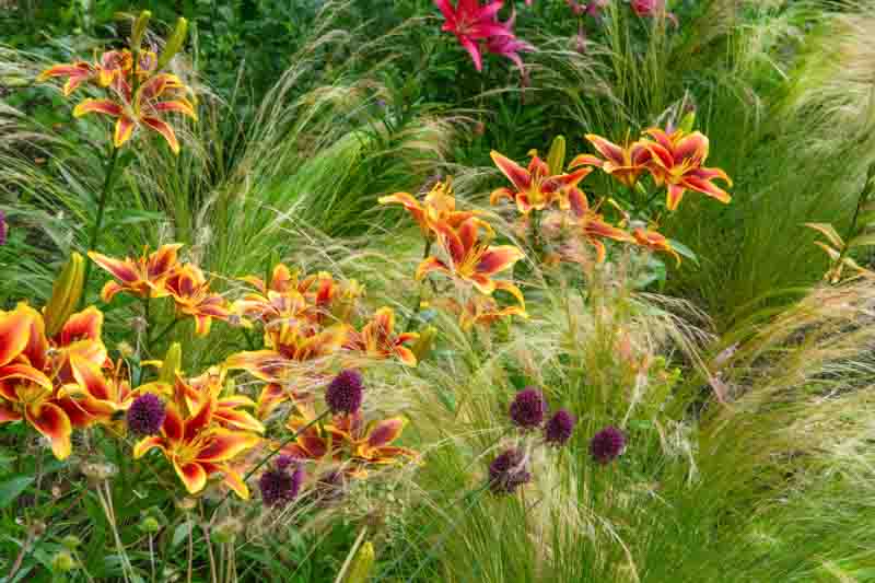 Beautiful orange lily flower in the garden. Corner of the garden with lily flowers.