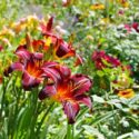 Hemerocallis, Daylily, Daylilies