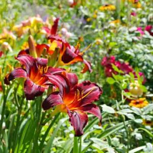 Hemerocallis, Daylily, Daylilies