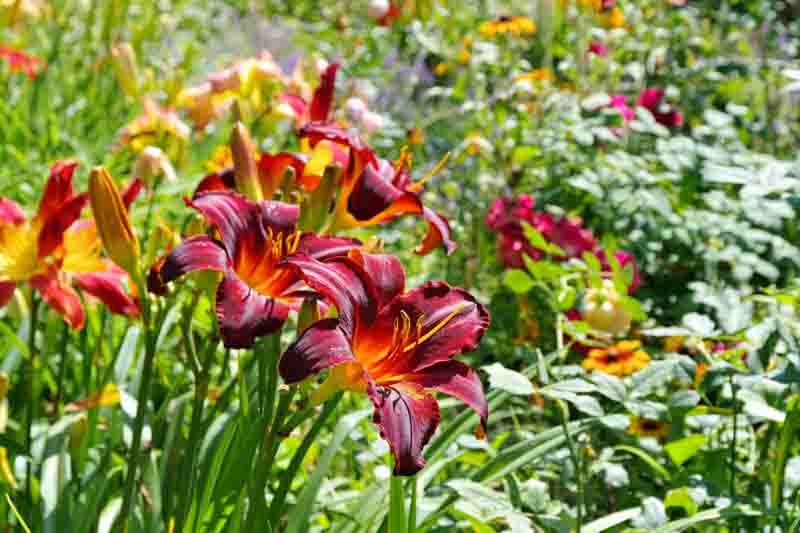 Hemerocallis, Daylily, Daylilies