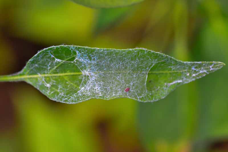 Agriculture pests, spider mite web on pepper leaf in greenhouse