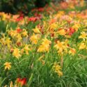 Hemerocallis, Daylilies, Daylily, Yellow daylily, Yellow Daylilies