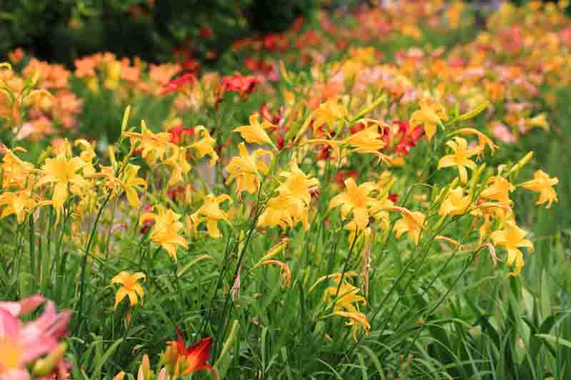 Hemerocallis, Daylilies, Daylily, Yellow daylily, Yellow Daylilies