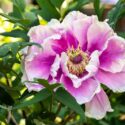 Lush pink and white Chinese peony in greenery close-up
