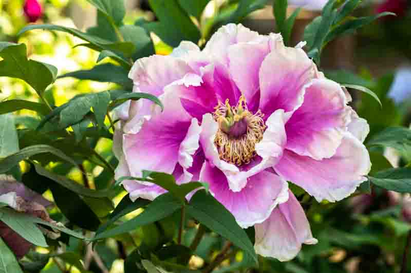 Lush pink and white Chinese peony in greenery close-up