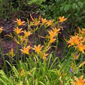 Hemerocallis, Daylily, Daylilies