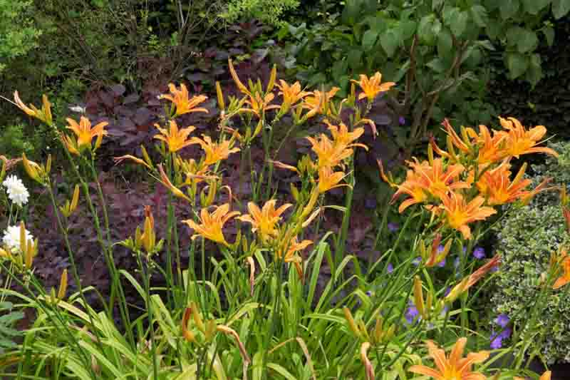 Hemerocallis, Daylily, Daylilies