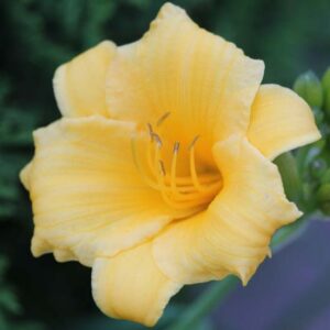A closeup of Stella D' Oro daylily with green blurred background