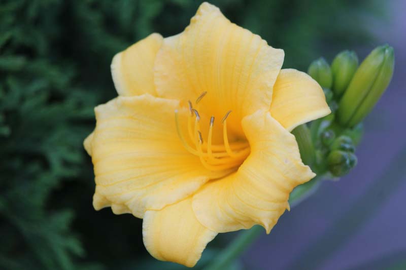 A closeup of Stella D' Oro daylily with green blurred background
