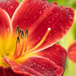 Macro view of a daylily flower with intense red petals and prominent stamens. Dew on the petals enhances its fresh and vivid appearance.