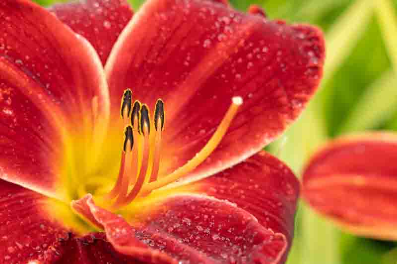 Macro view of a daylily flower with intense red petals and prominent stamens. Dew on the petals enhances its fresh and vivid appearance.