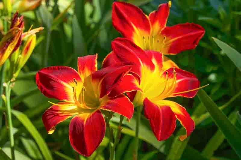 Hemerocallis All American Chief, All American Chief Daylily, Red Daylily, Red Daylilies