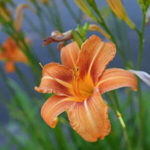 Hemerocallis, Daylily, Daylilies