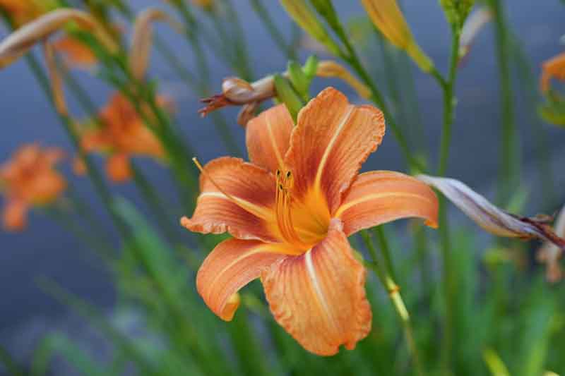 Hemerocallis, Daylily, Daylilies