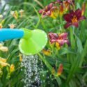 How Much Water Do Daylilies Need?, Watering Daylilies: How Much and How Often?
