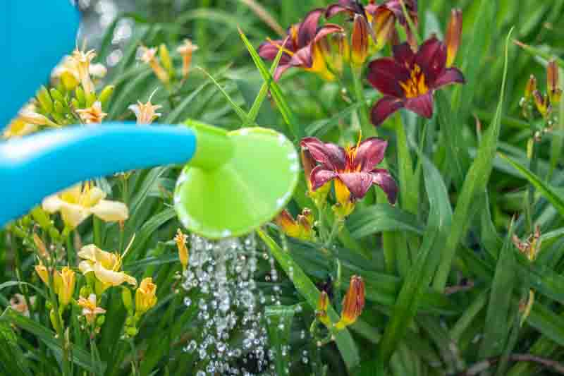 How Much Water Do Daylilies Need?, Watering Daylilies: How Much and How Often?