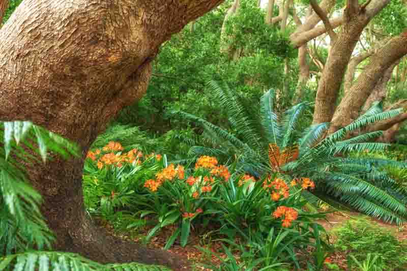 Woodland Garden, Shade Garden