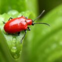 Lily Beetle, Lilioceris lilii, is a bright scarlet-red beetle that attacks true lilies and fritillaries
