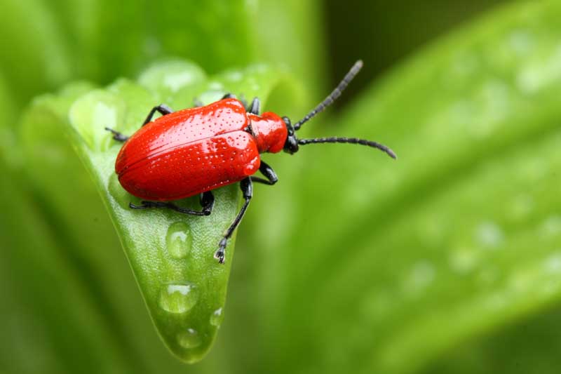 Lily Beetle, Lilioceris lilii, is a bright scarlet-red beetle that attacks true lilies and fritillaries