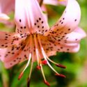 Beautiful lily flowers grow in the summer in the fresh air, lilium