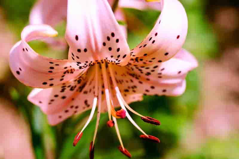 Beautiful lily flowers grow in the summer in the fresh air, lilium