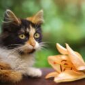 True lilies (Lilium) are extremely dangerous to cats.