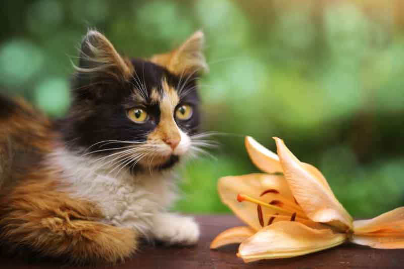 True lilies (Lilium) are extremely dangerous to cats.