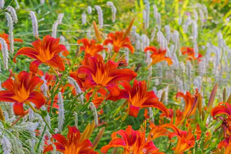 Crimson red Lily flowers star shape. Red day lily flowering plant. Hemerocallis daylily Sammy Russell Red, close up