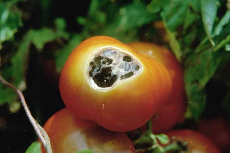 Tomato sunscald damage