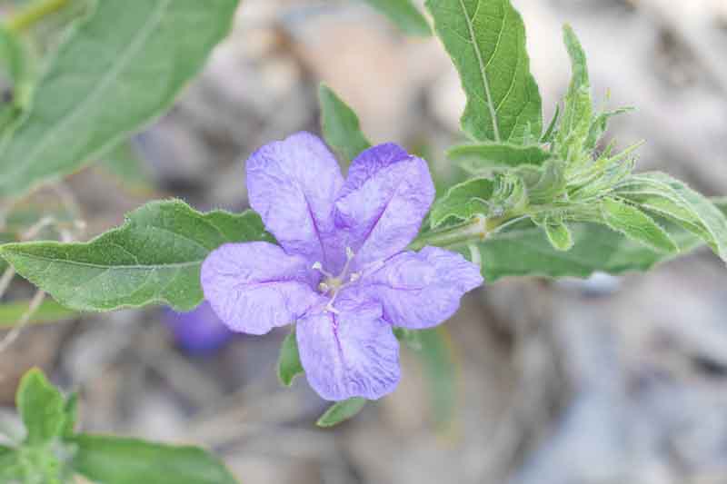 Wild petunia (Ruellia caroliniensis) is a very common native wildflower in Florida; purple 5 lobed bloom, not to be confused with Mexican petunia