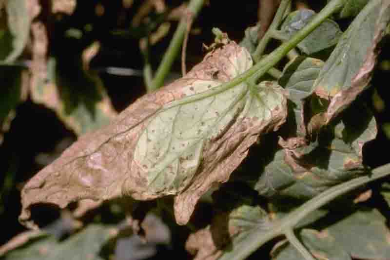 Bacterial spot on tomato leaves