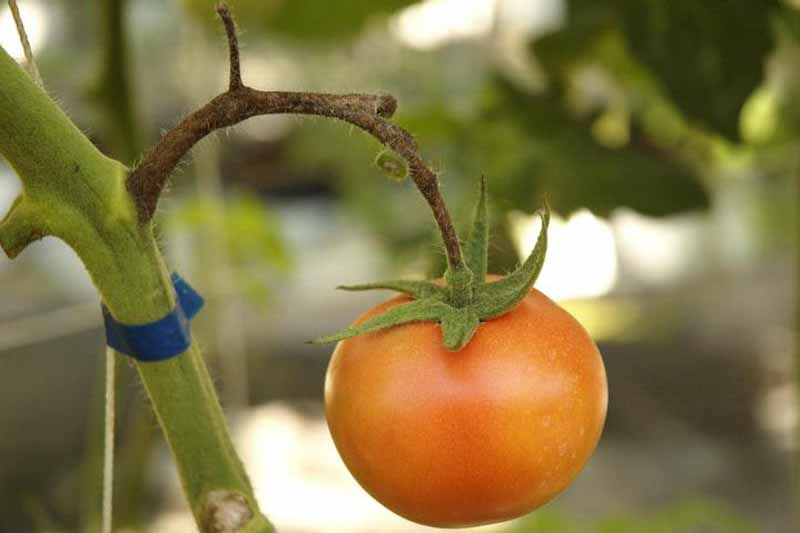 late blight (Phytophthora infestans (Mont.) de Bary) on tomato