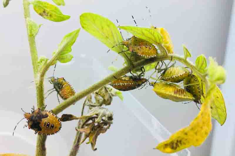 tomato stink bug (Arvelius albopunctatus