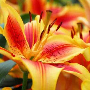 Lilium ‘Viva La Vida’ dazzles with large yellow blooms brushed deep red, light fragrance, sturdy stems and superb cut flowers.