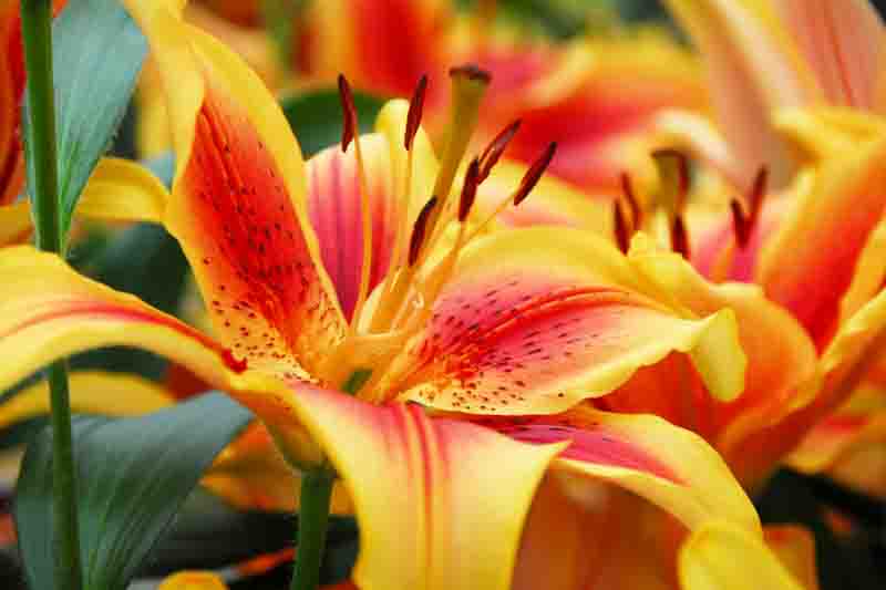 Lilium ‘Viva La Vida’ dazzles with large yellow blooms brushed deep red, light fragrance, sturdy stems and superb cut flowers.