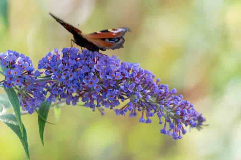 Butterfly on butterfly bush, buddleja davidii