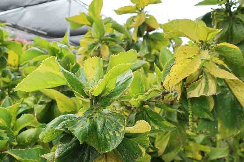 Acalypha wilkesiana 'Java White', Jacob's Coat, Java White Jacob's Coat