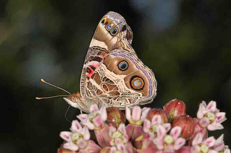 American Lady - Vanessa virginiensis