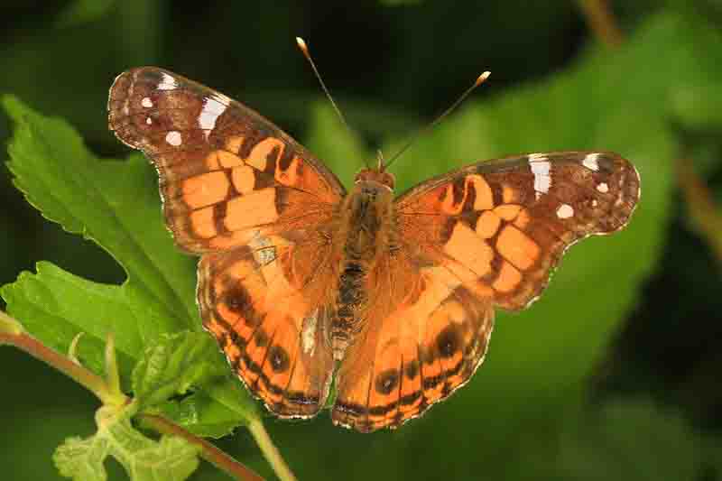American Lady - Vanessa virginiensis