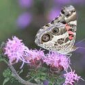 American Lady - Vanessa virginiensis
