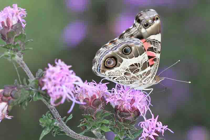 American Lady - Vanessa virginiensis