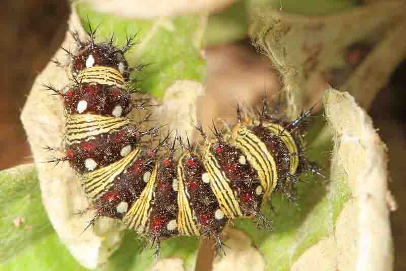 American Lady caterpillar - Vanessa virginiensis