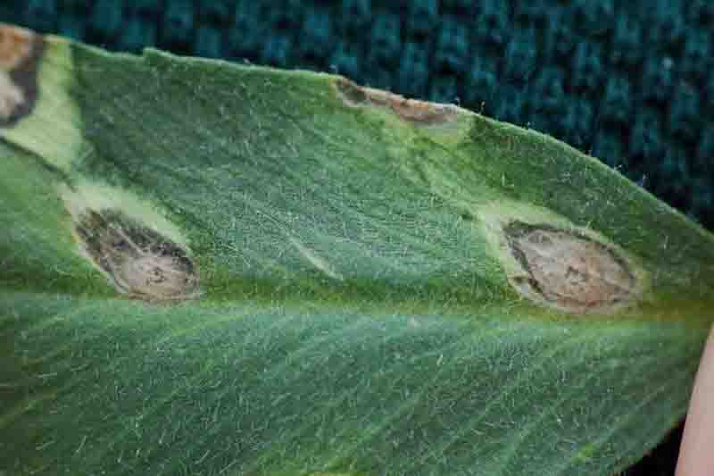 Ascochyta blight of chickpea (Ascochyta rabiei