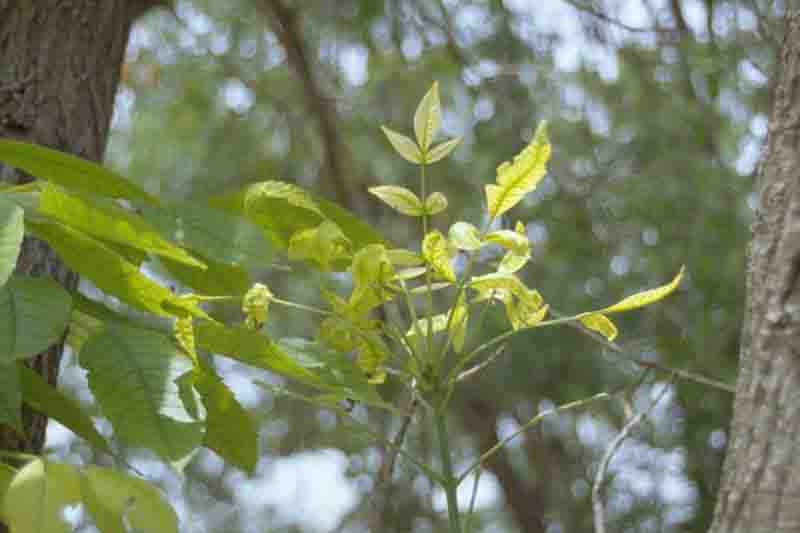 Candidatus Phytoplasma fraxini