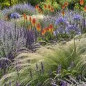 Drought tolerant perennials and ornamental grasses. Salvia Blue Spires, Kniphofia caulescens, Perovskia, Stipa tenuissima