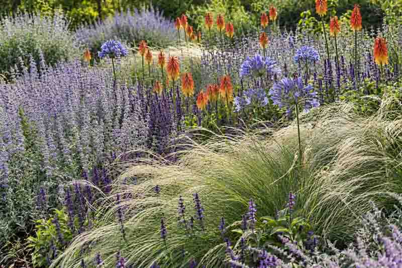 Drought tolerant perennials and ornamental grasses. Salvia Blue Spires, Kniphofia caulescens, Perovskia, Stipa tenuissima