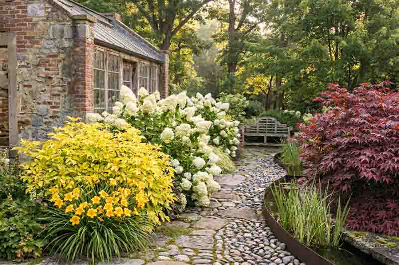 Hemerocallis 'Stella de Oro', Hydrangea paniculata 'Limelight', Aralia cordata 'Sun King', Acer Beni Mako