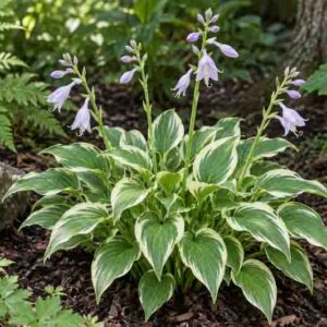Blooming Hosta So Sweet in the shade garden